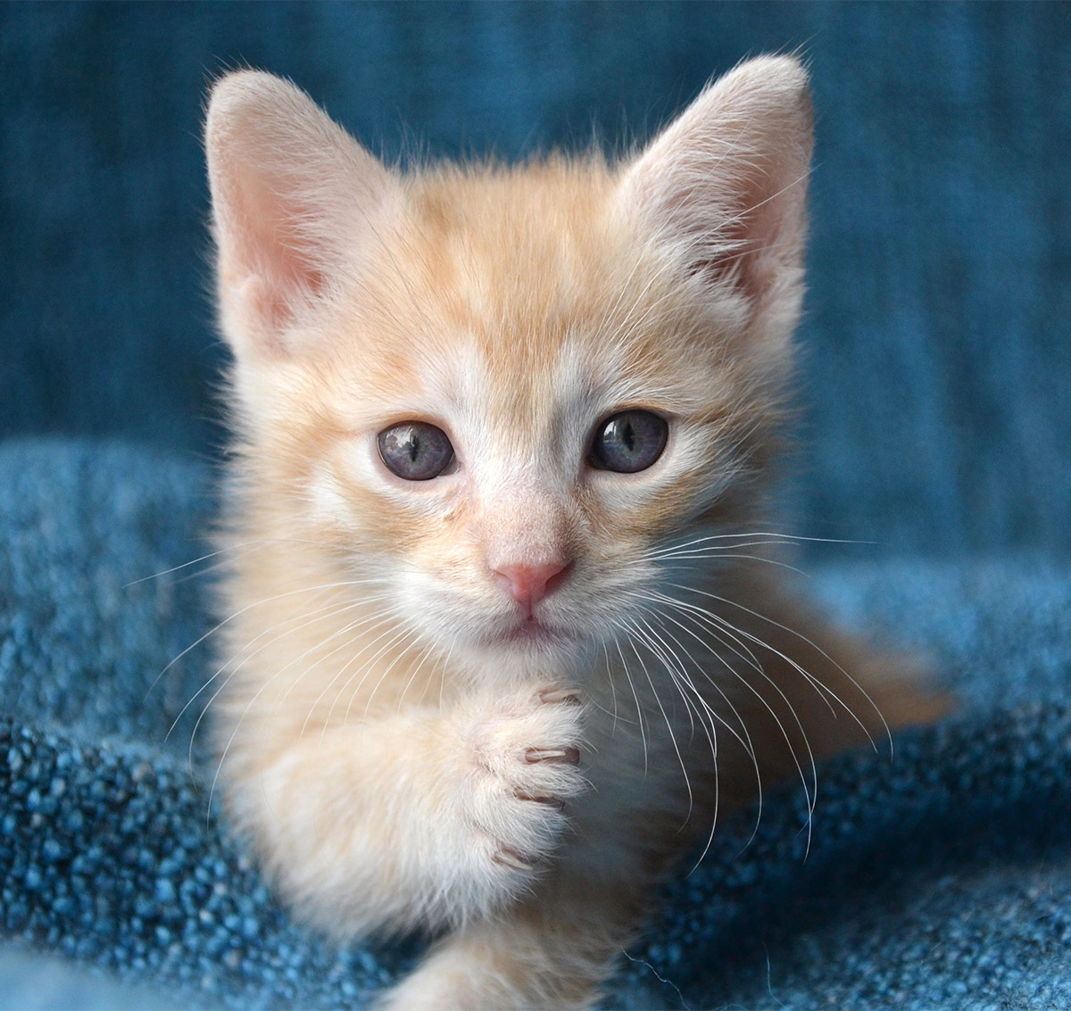 Quand les chats cessent-ils de grandir ?