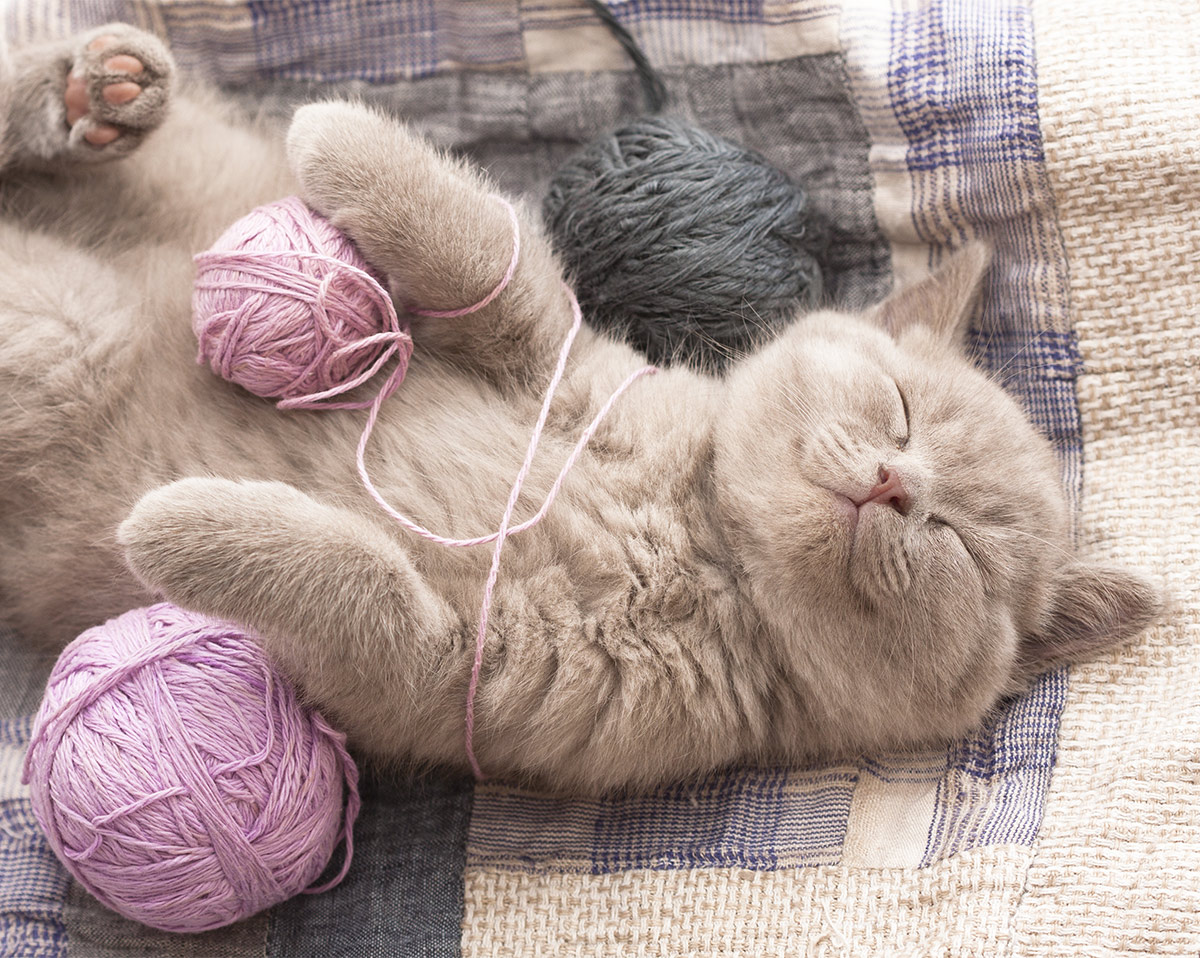 Kitten covered in yarn asleep