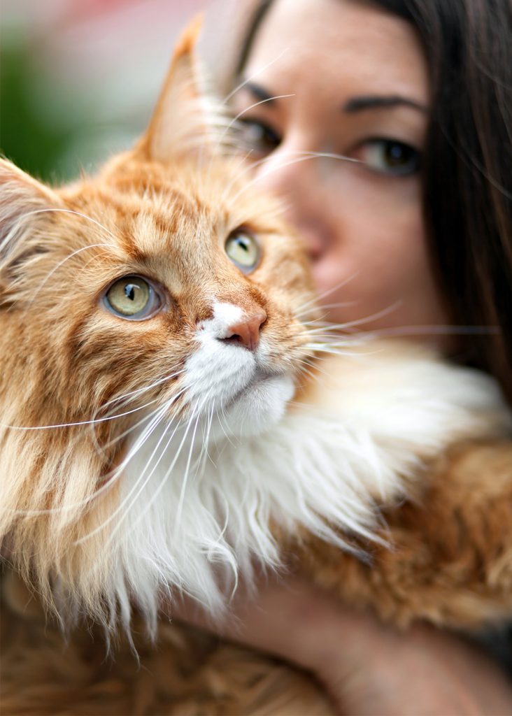 Check Out Our Beautiful Gallery Of Pictures Of Maine Coon Cats - Large1 732x1024