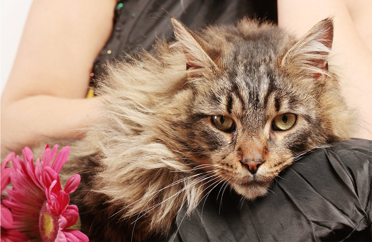 Pictures of large Maine Coon cats