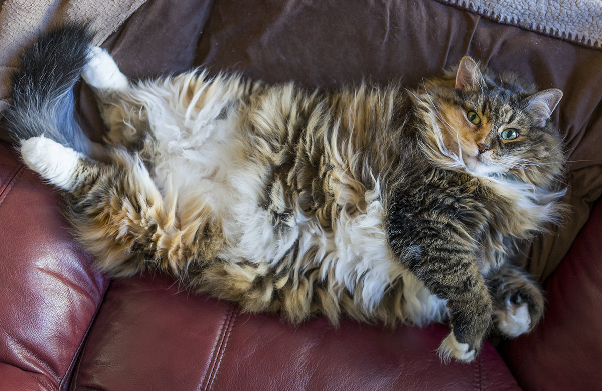 Pictures of Maine Coons