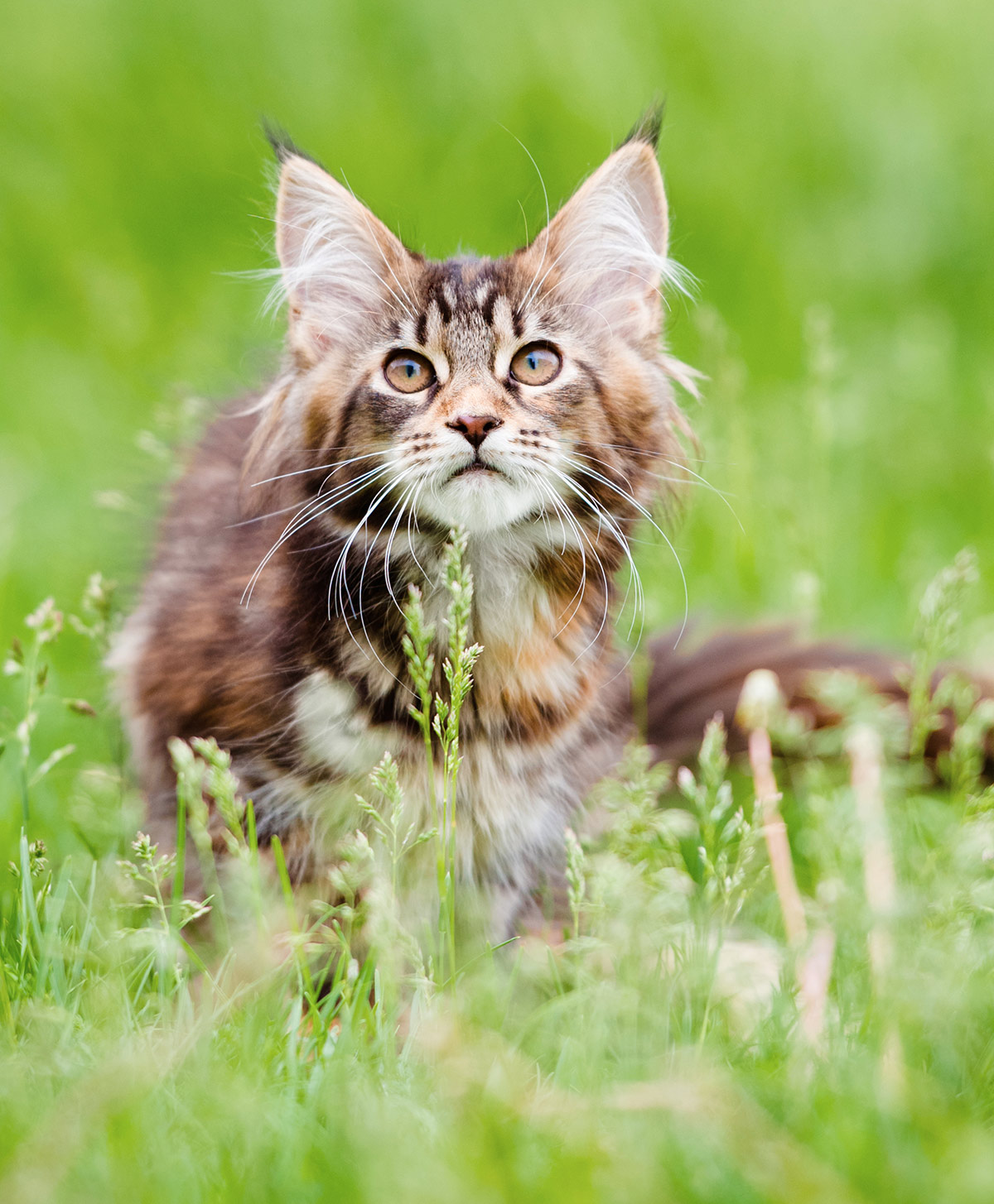 Check Out Our Beautiful Gallery Of Pictures Of Maine Coon Cats
