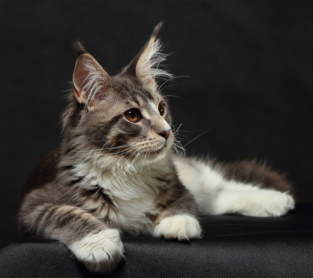 Check Out Our Beautiful Gallery Of Pictures Of Maine Coon Cats - Maine Coon Kitten1