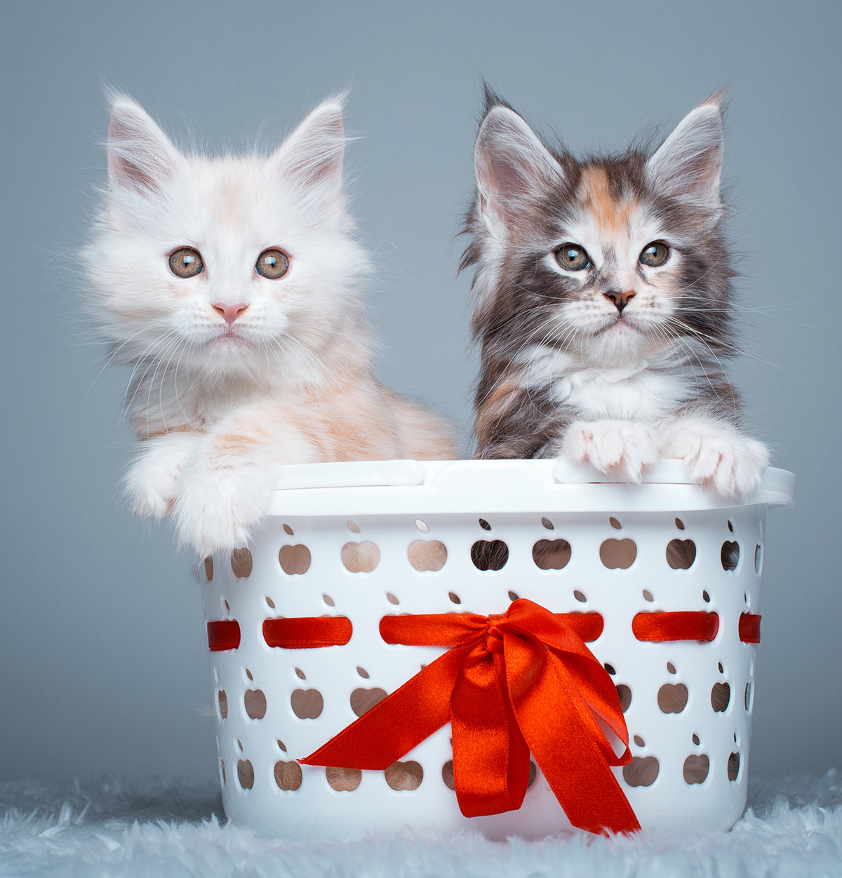 Pictures of Maine Coon kittens