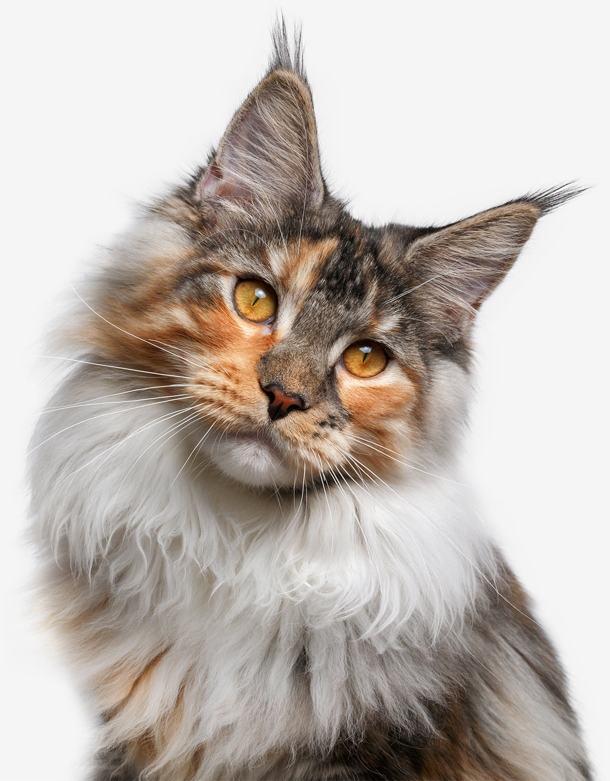 Discover the Beauty of Maine Coon Cats Through Our Exclusive Image ...