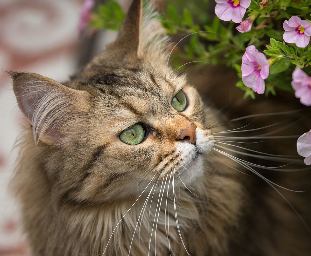 Pictures of Maine Coon cats