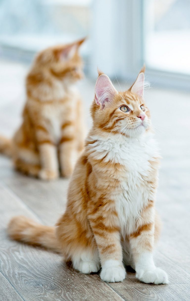 Check Out Our Beautiful Gallery Of Pictures Of Maine Coon Cats