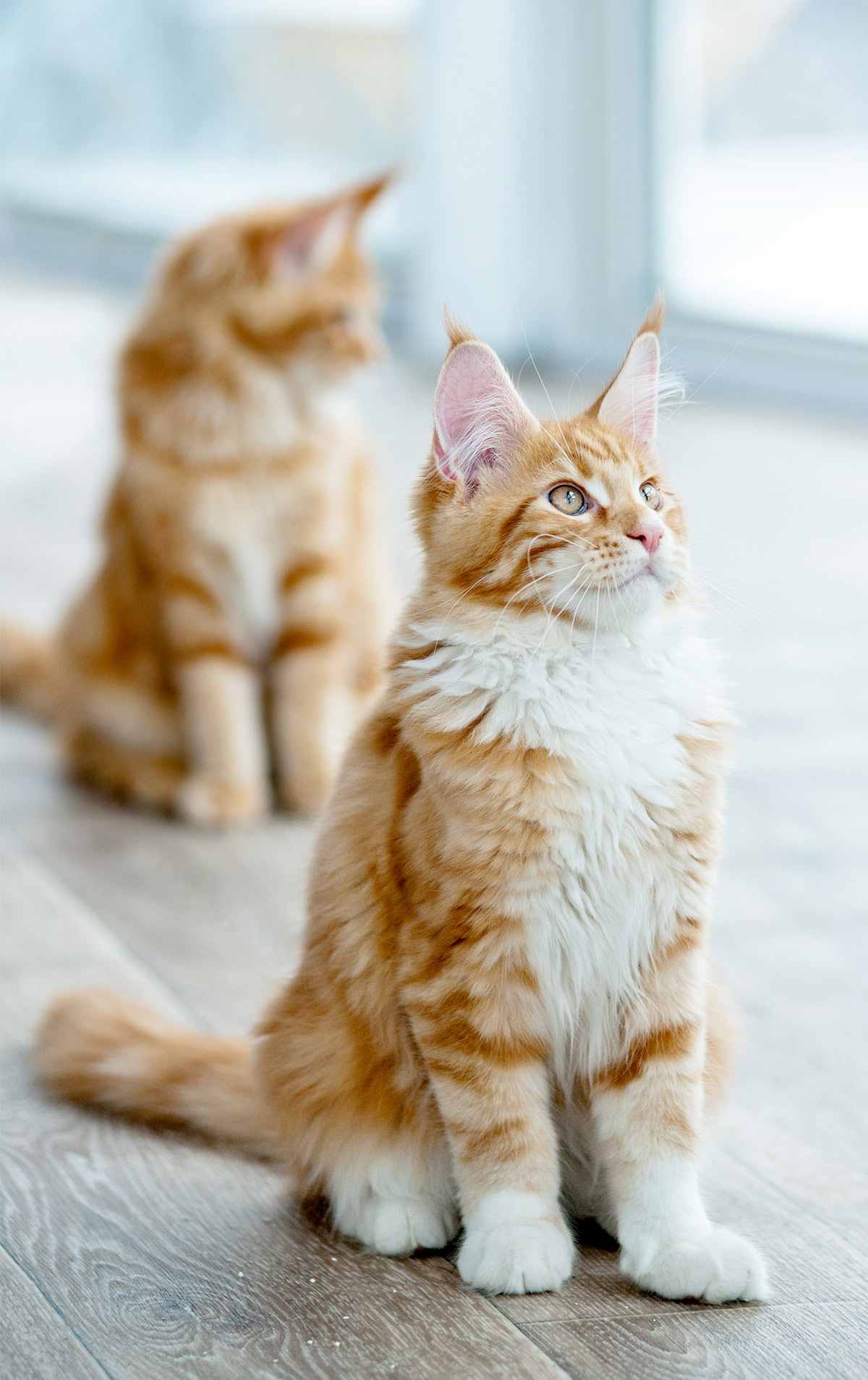 Check Out Our Beautiful Gallery Of Pictures Of Maine Coon Cats