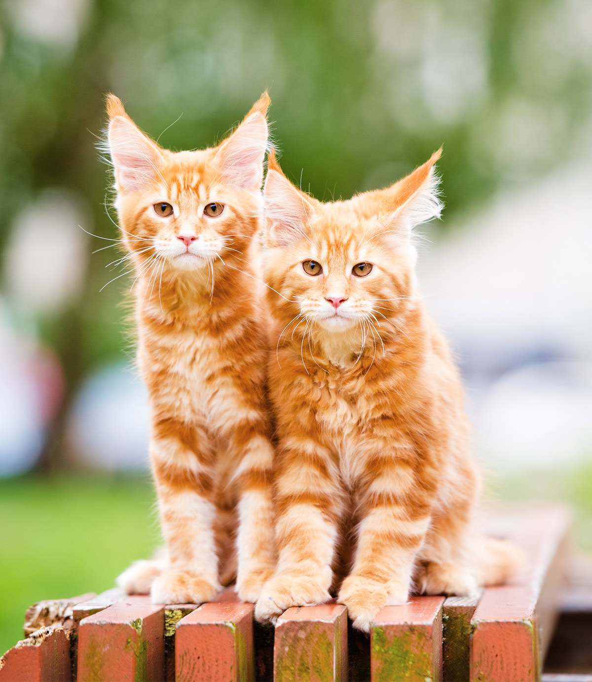 Check Out Our Beautiful Gallery Of Pictures Of Maine Coon Cats