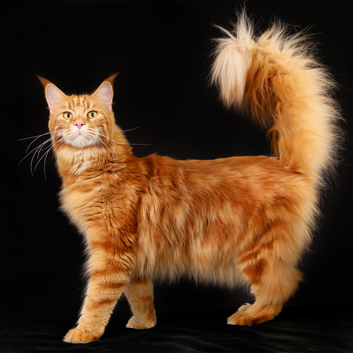 Angry Ginger Maine Coon Cat Gazing On Black Background Greeting Card By Sergey Taran lupon.gov.ph
