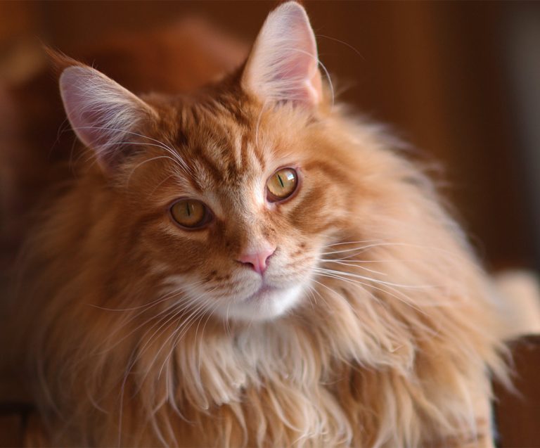 Discover the Beauty of Maine Coon Cats Through Our Captivating Image