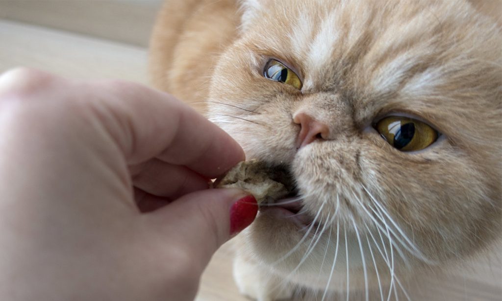 Persian Cat Food The Best Way To Feed Your Flat Faced Kitty