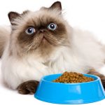 persian cat food