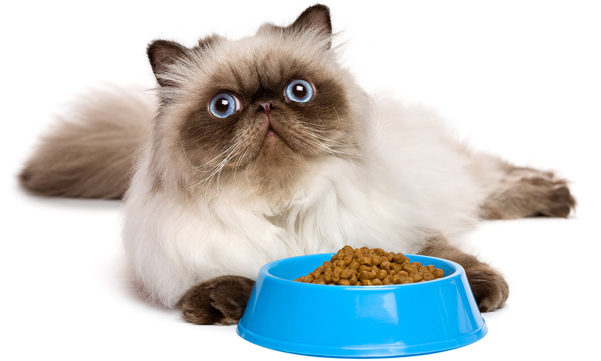 persian cat bowl