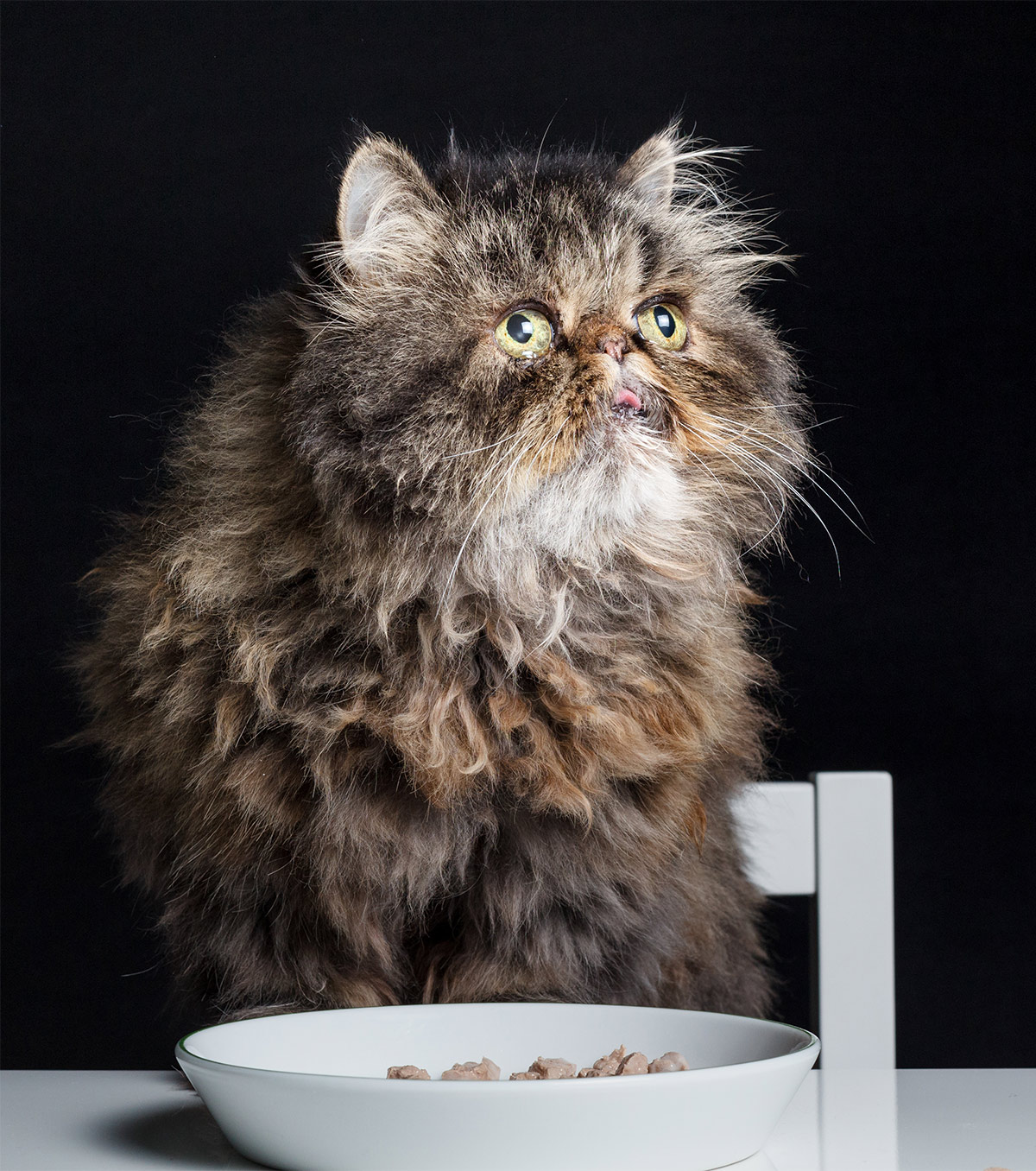 Persian Cat Food The Best Way To Feed Your Flat Faced Kitty
