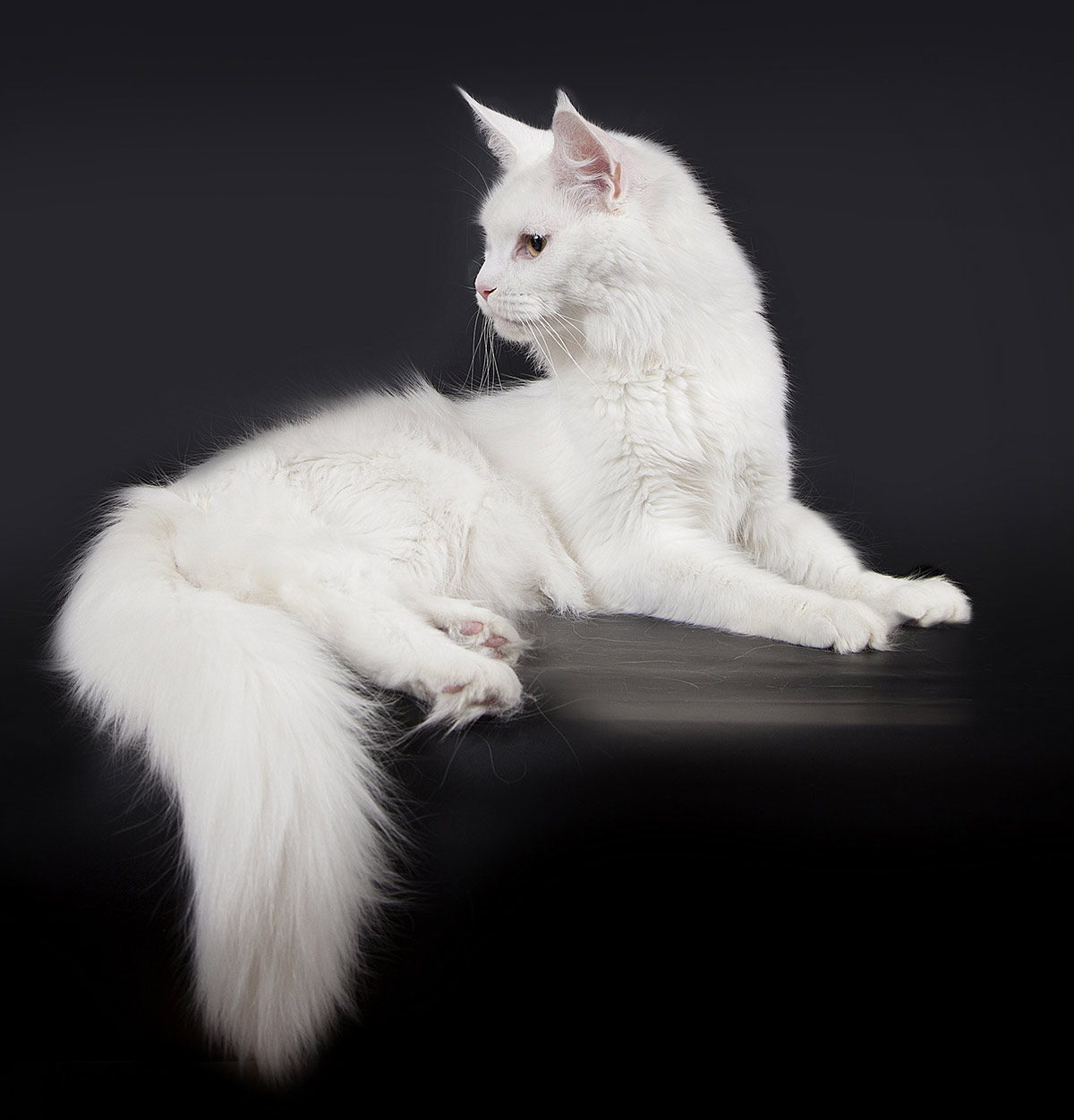 White Maine Coon Cats White Maine Coon Cats