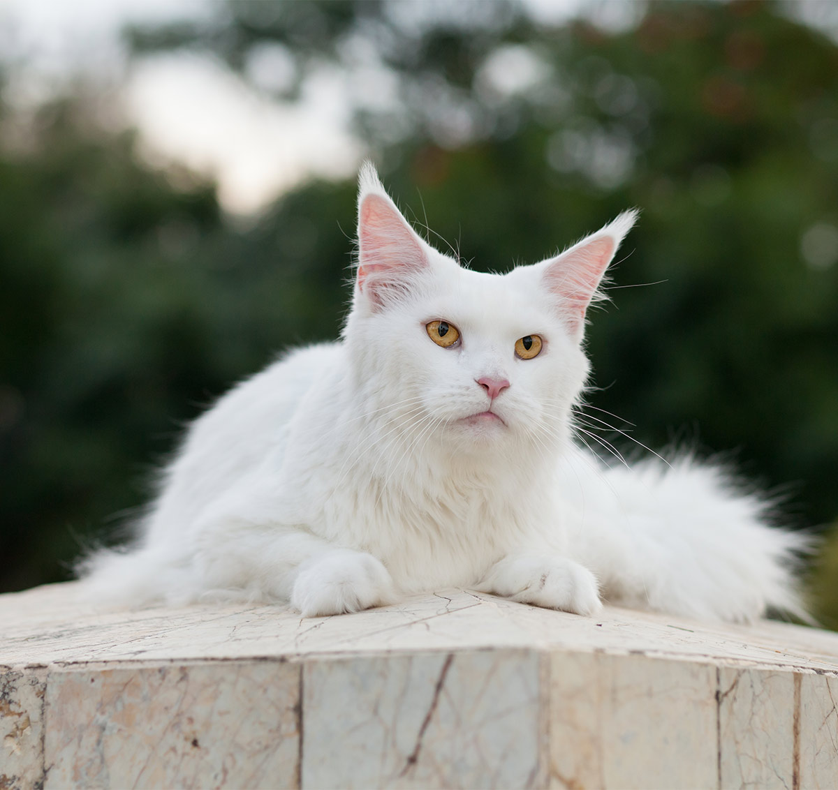 Explore Our Stunning Collection of Maine Coon Cat Images