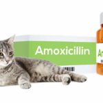 amoxicillin for cats