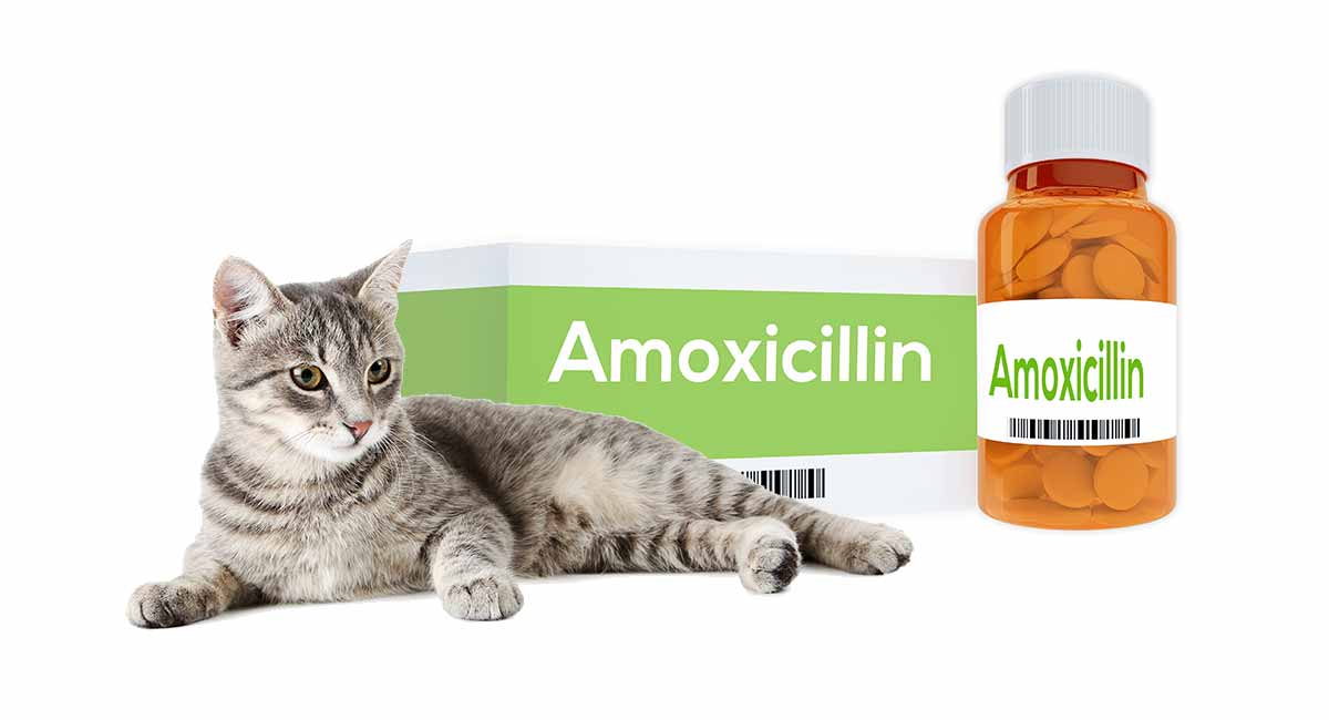 Amoxicillin For Cats How It Works, Dosage And Side Effects