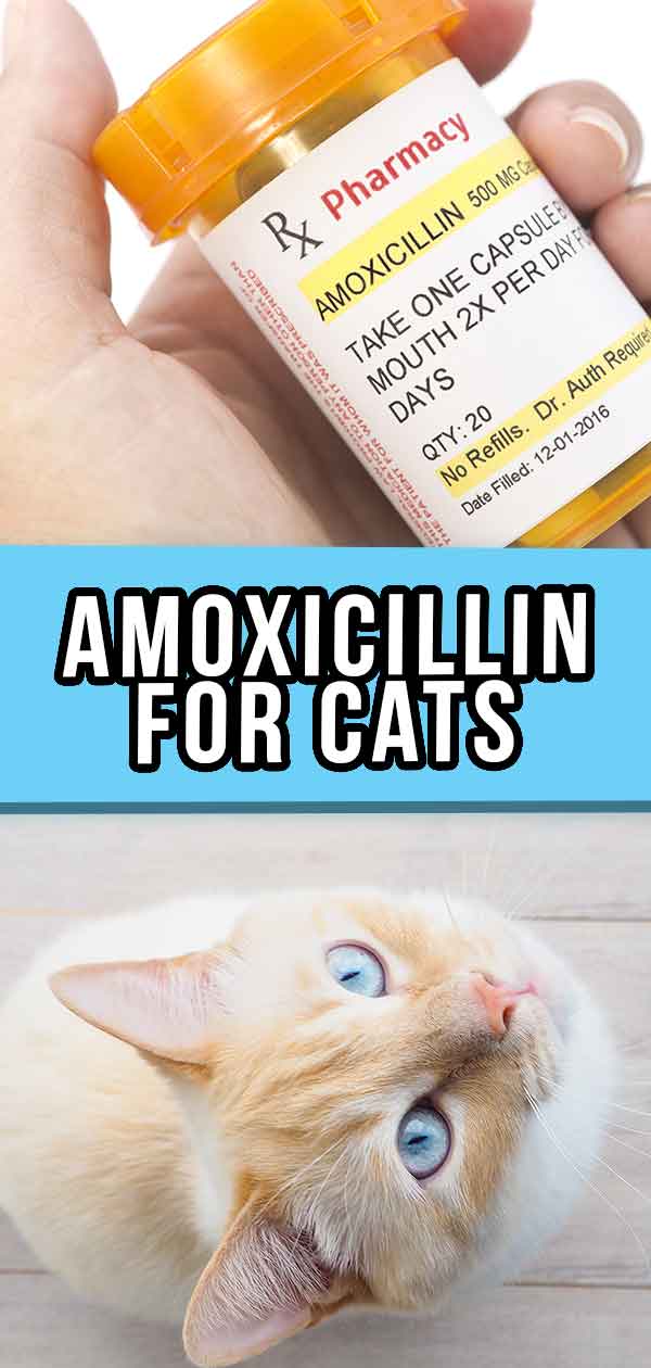 Can You Give A Cat Human Amoxicillin