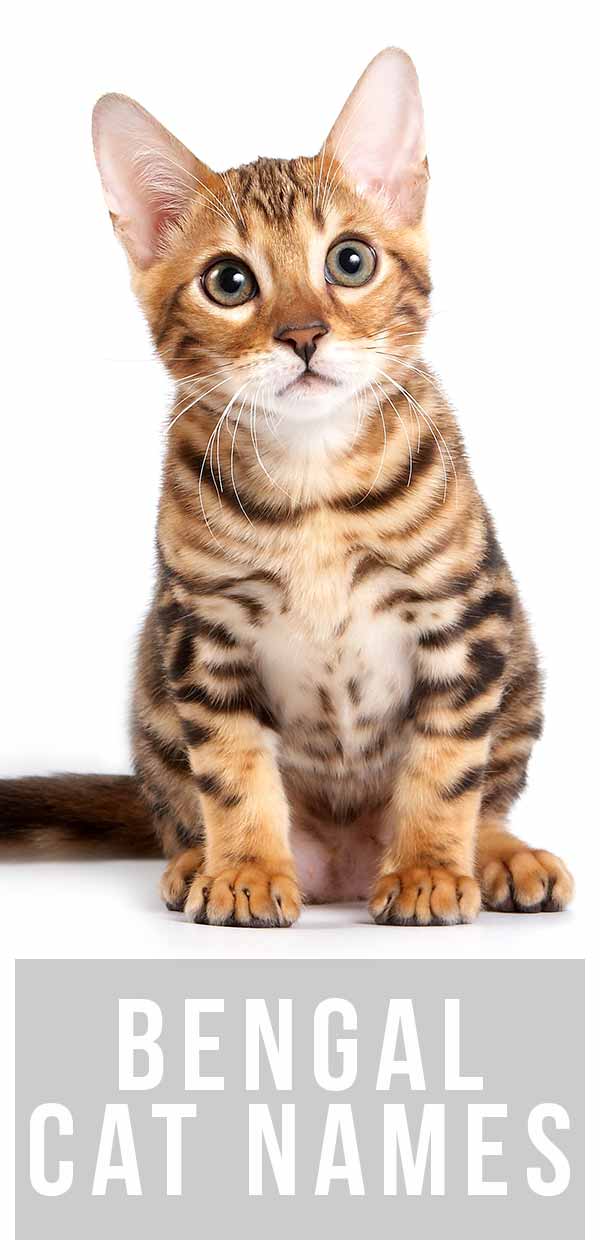 bengal cat names