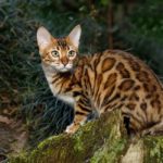 cat that look like leopards