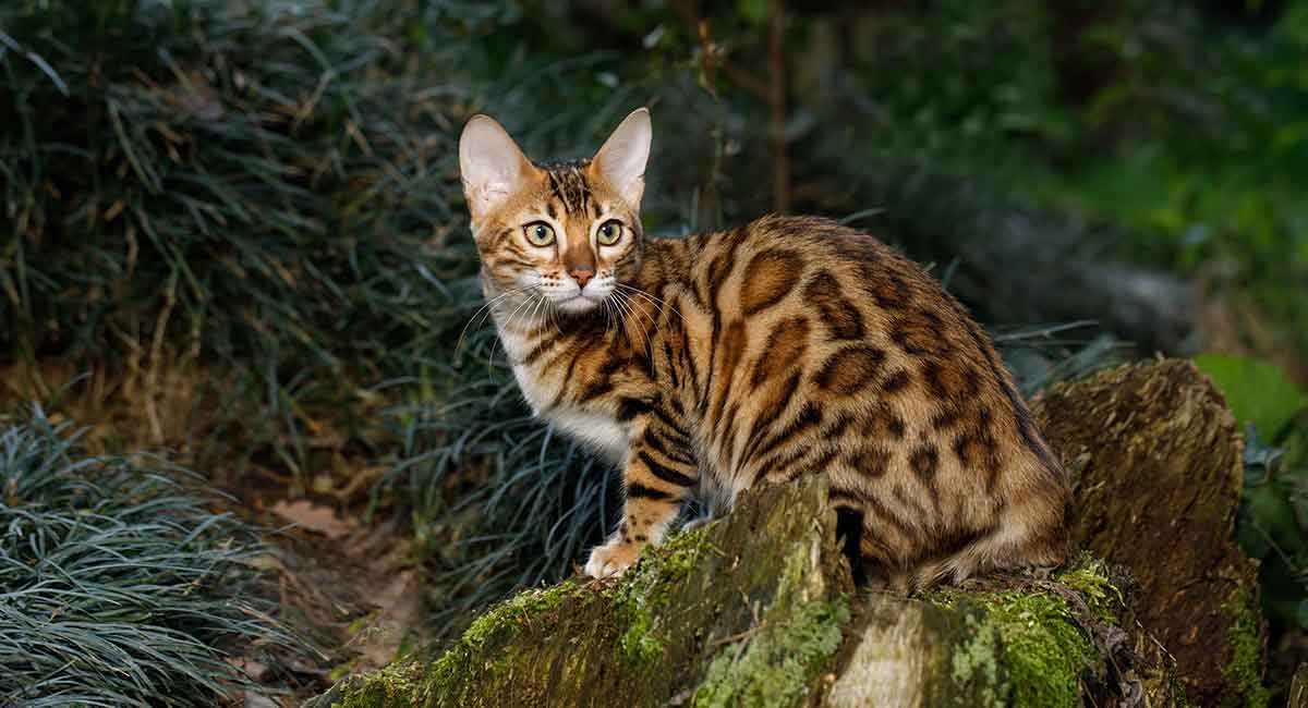 wild looking domestic cats