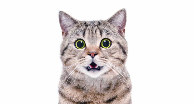 Heavy breathing cat