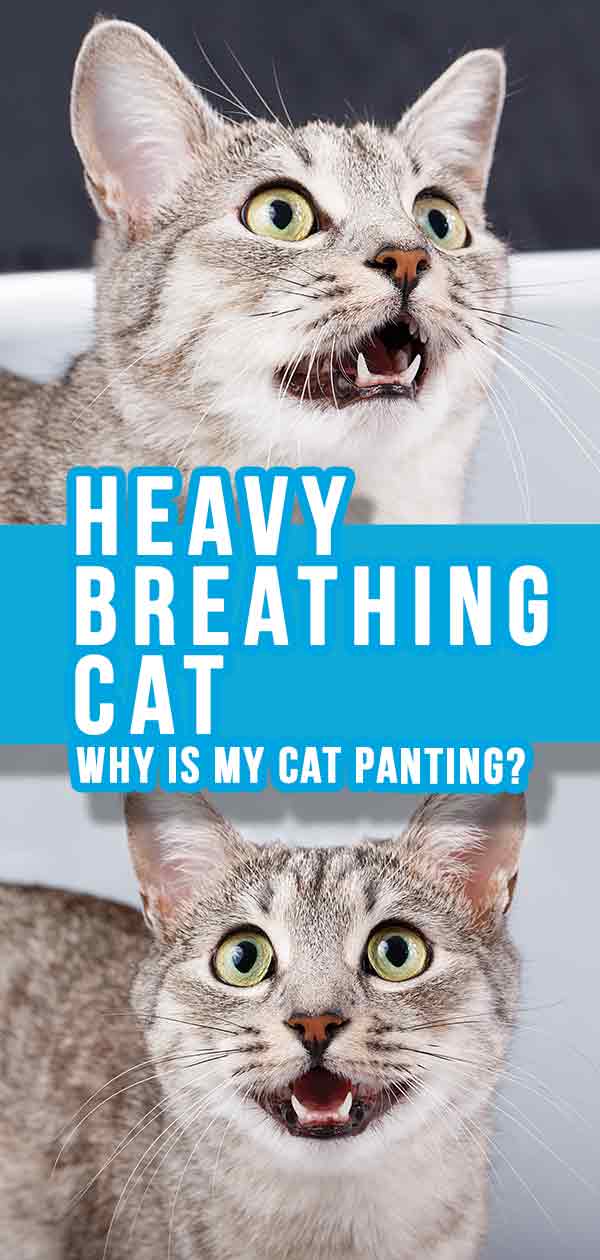 Heavy breathing cat