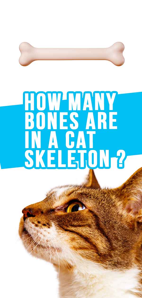 Cat skeleton