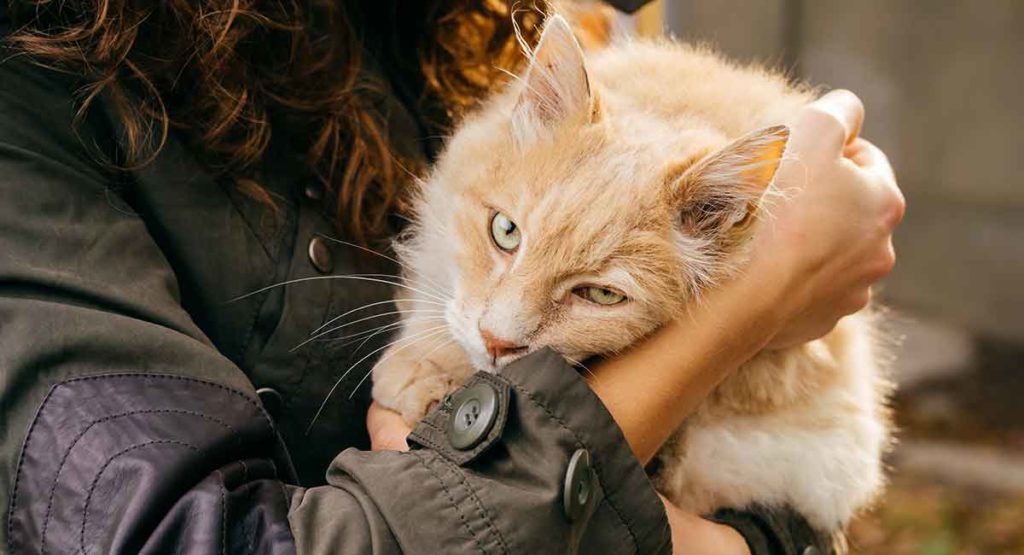 Metacam for Cats A Pet Owners' Guide To Use, Dosage and Side Effects