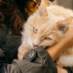 metacam for cats