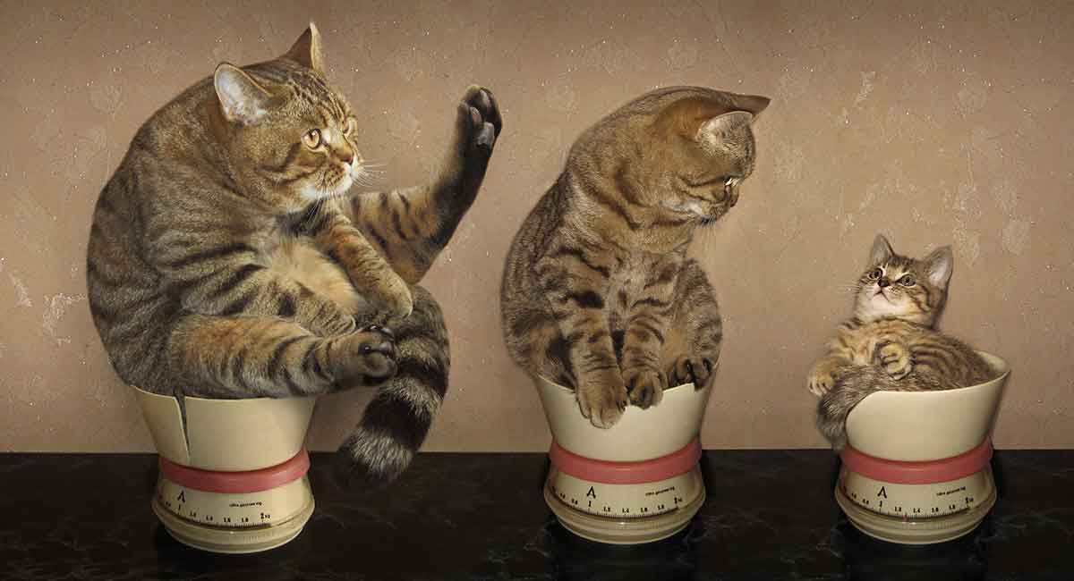 Life Stages Cat Friendly Homes