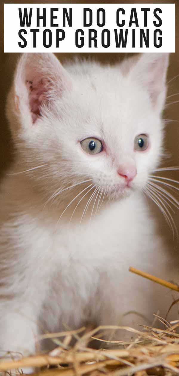 Kitten Teeth Growth Chart