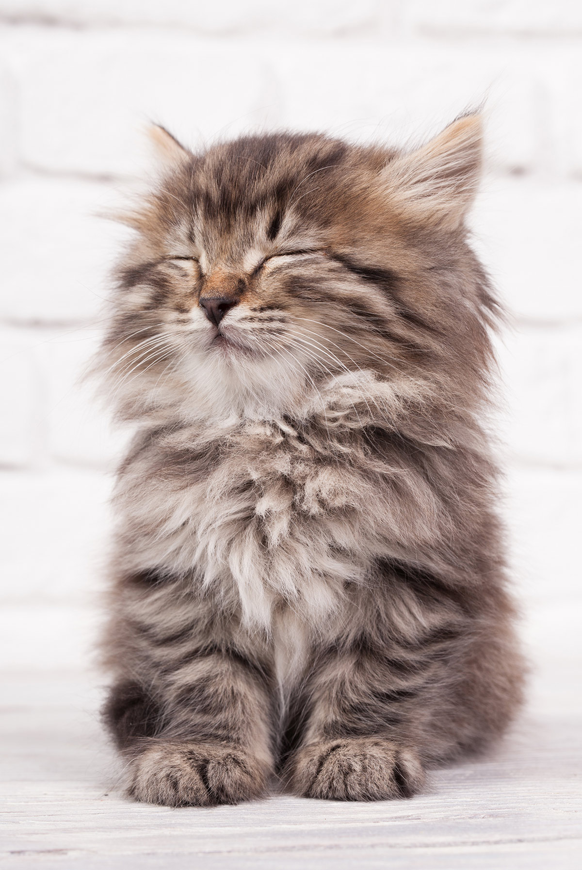 Amoxicillin For Cats How It Works Dosage And Side Effects
