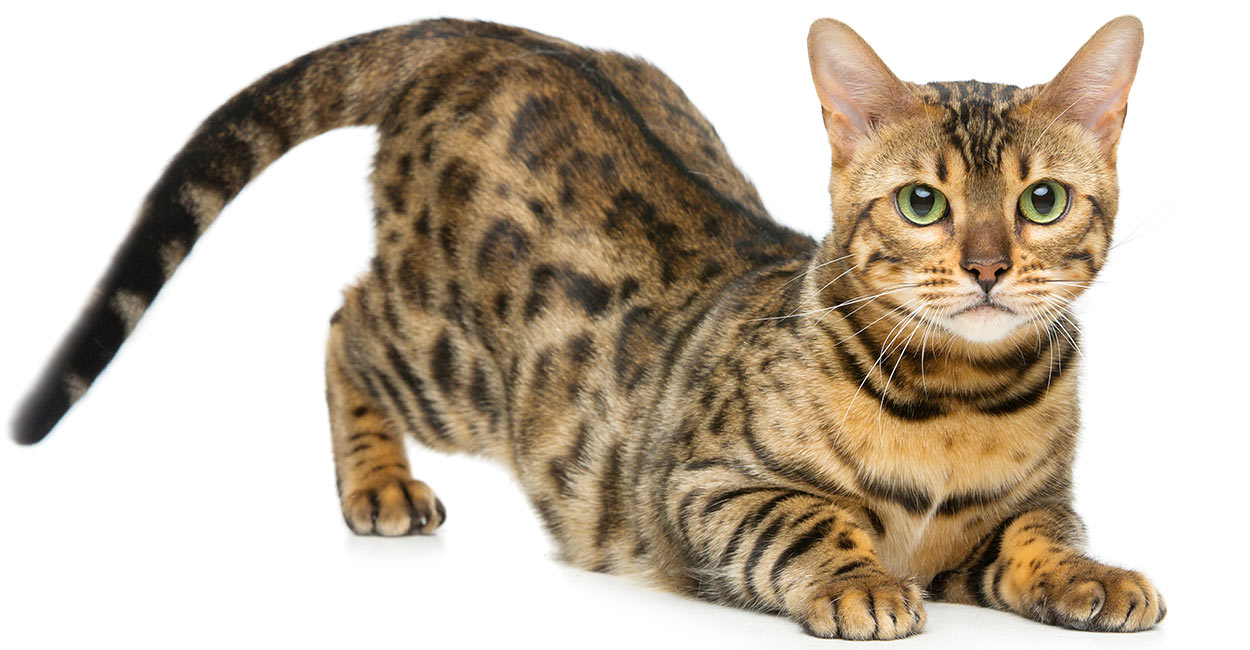 egyptian mau vs bengal