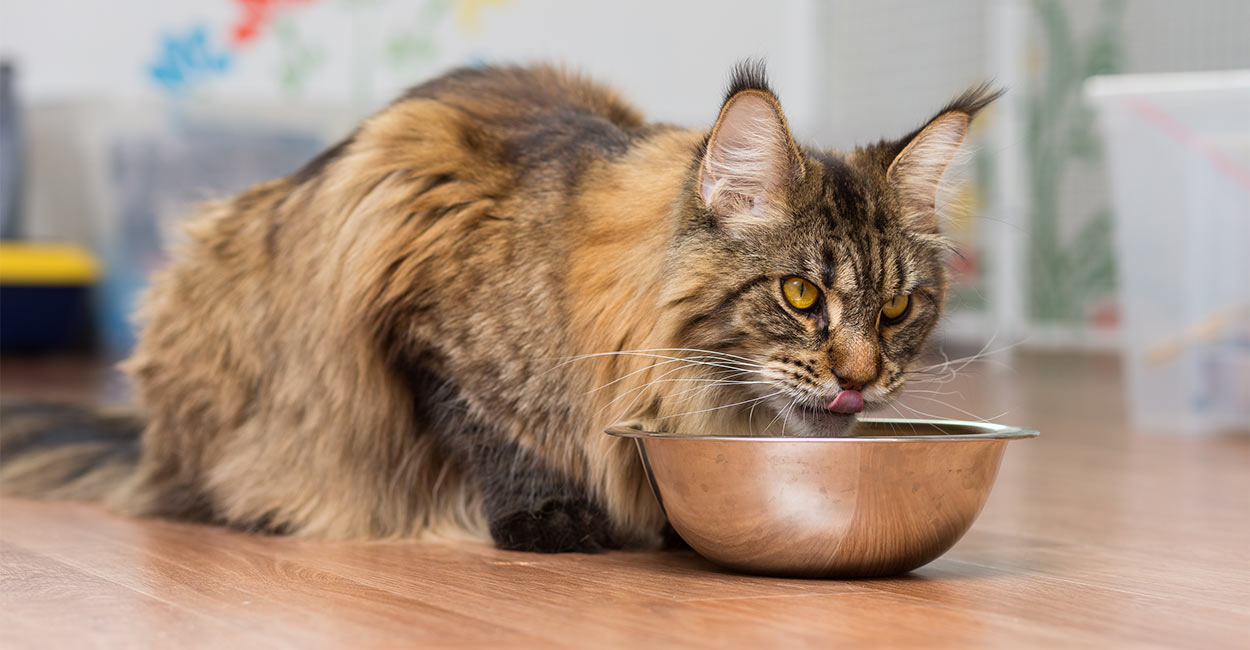 best cat food for maine coon cats