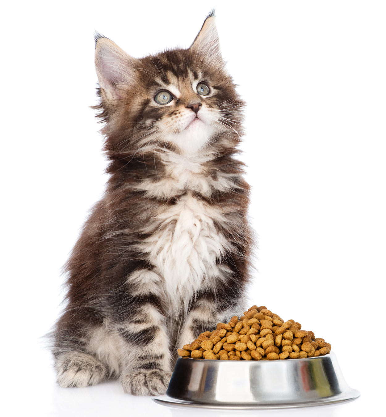 Best Cat Food For Maine Coon Cats From Kittens To Adults