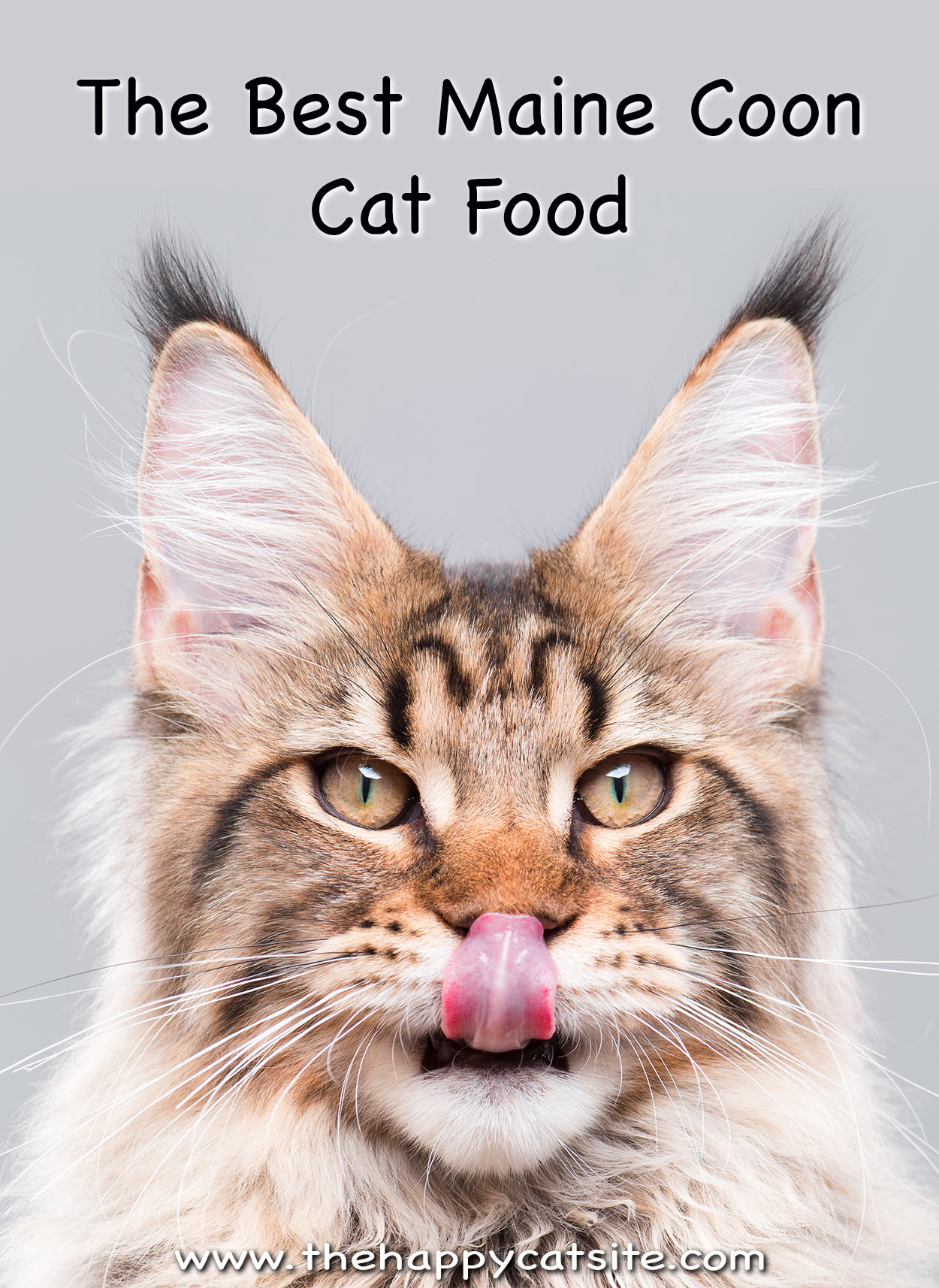 best cat food for maine coon cats