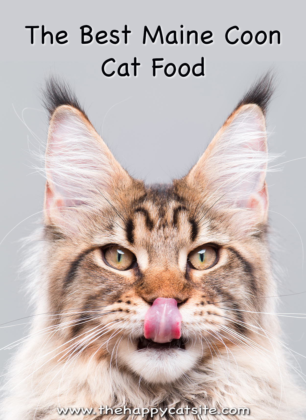 Do Maine Coon Cats Eat A Lot? What To Expect Purr Craze