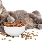 best cat food for weight loss