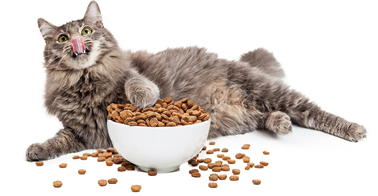 weight loss cat food