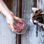 best food for outdoor cats