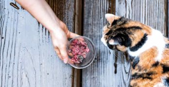best food for outdoor cats