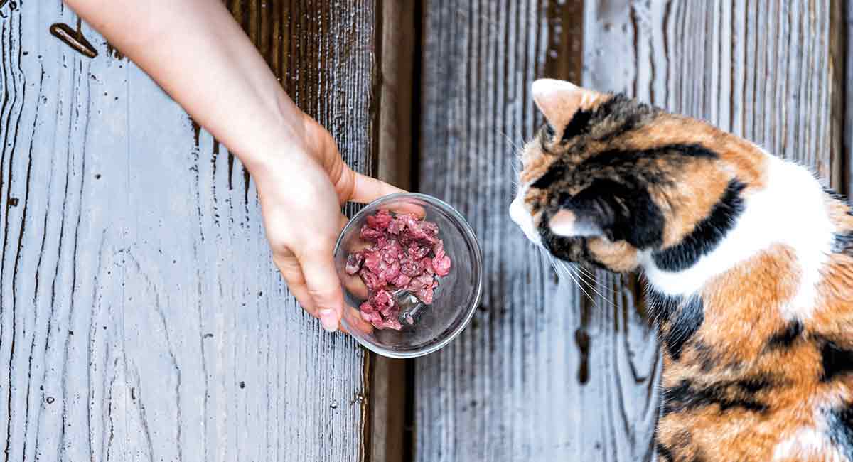 best cat food for outdoor cats