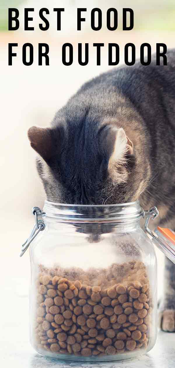 Best Food For Outdoor Cats - Find The Right Fuel For Your Cat