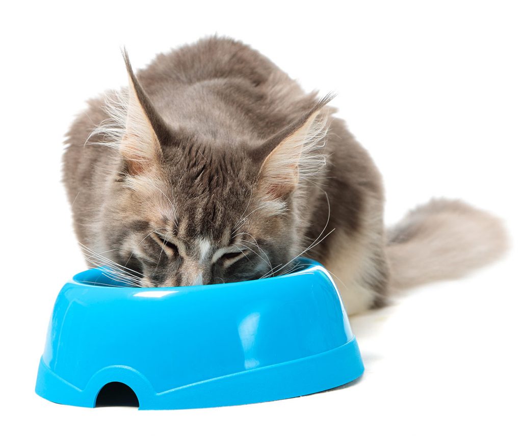 Best Cat Food For Maine Coon Cats From Kittens To Adults