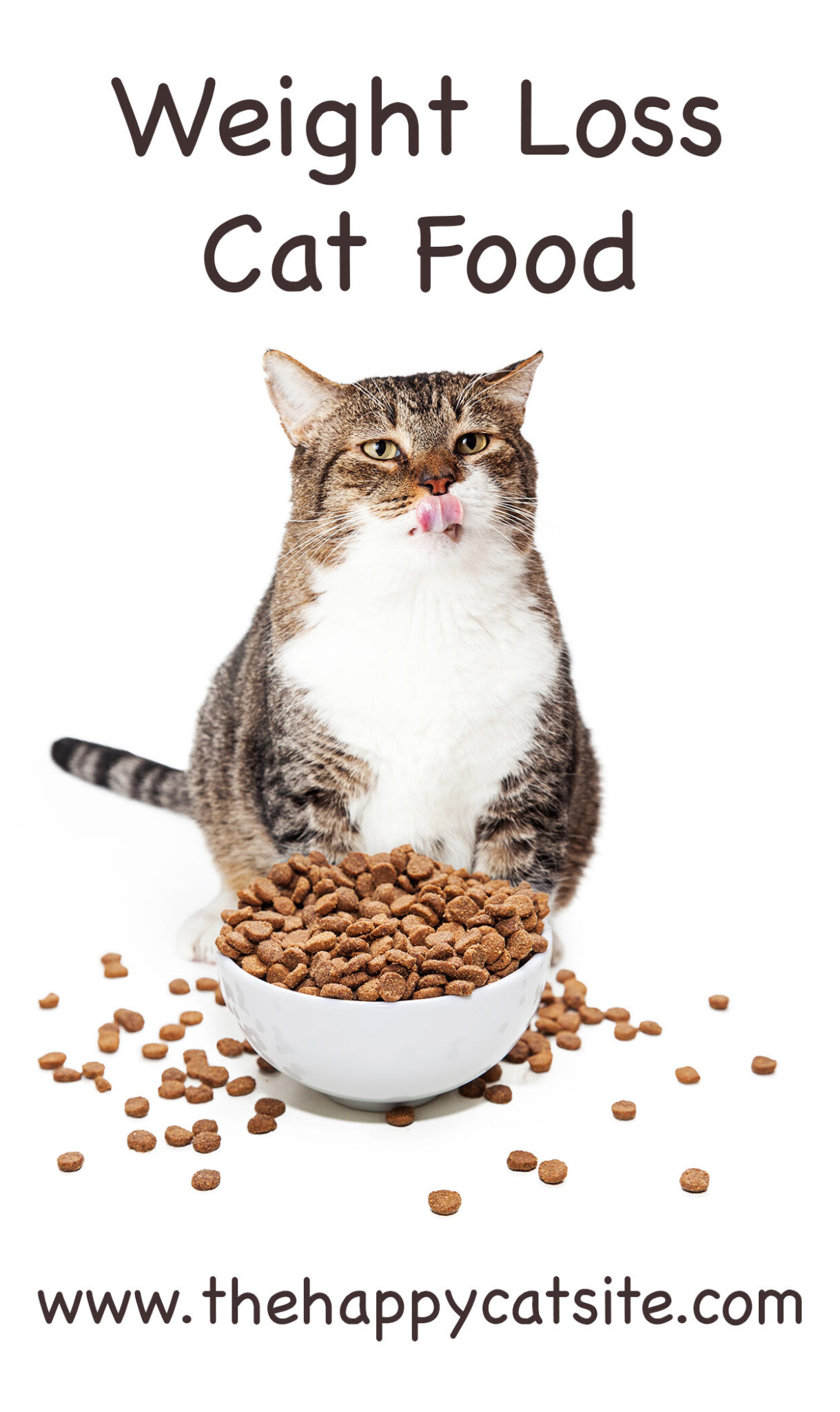 Find Out What The Best Cat Food Weight Loss Is Here!