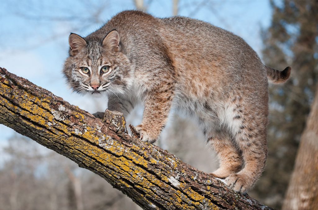 Cats That Look Like Leopards Domestic Breeds That Look Like Big Cats