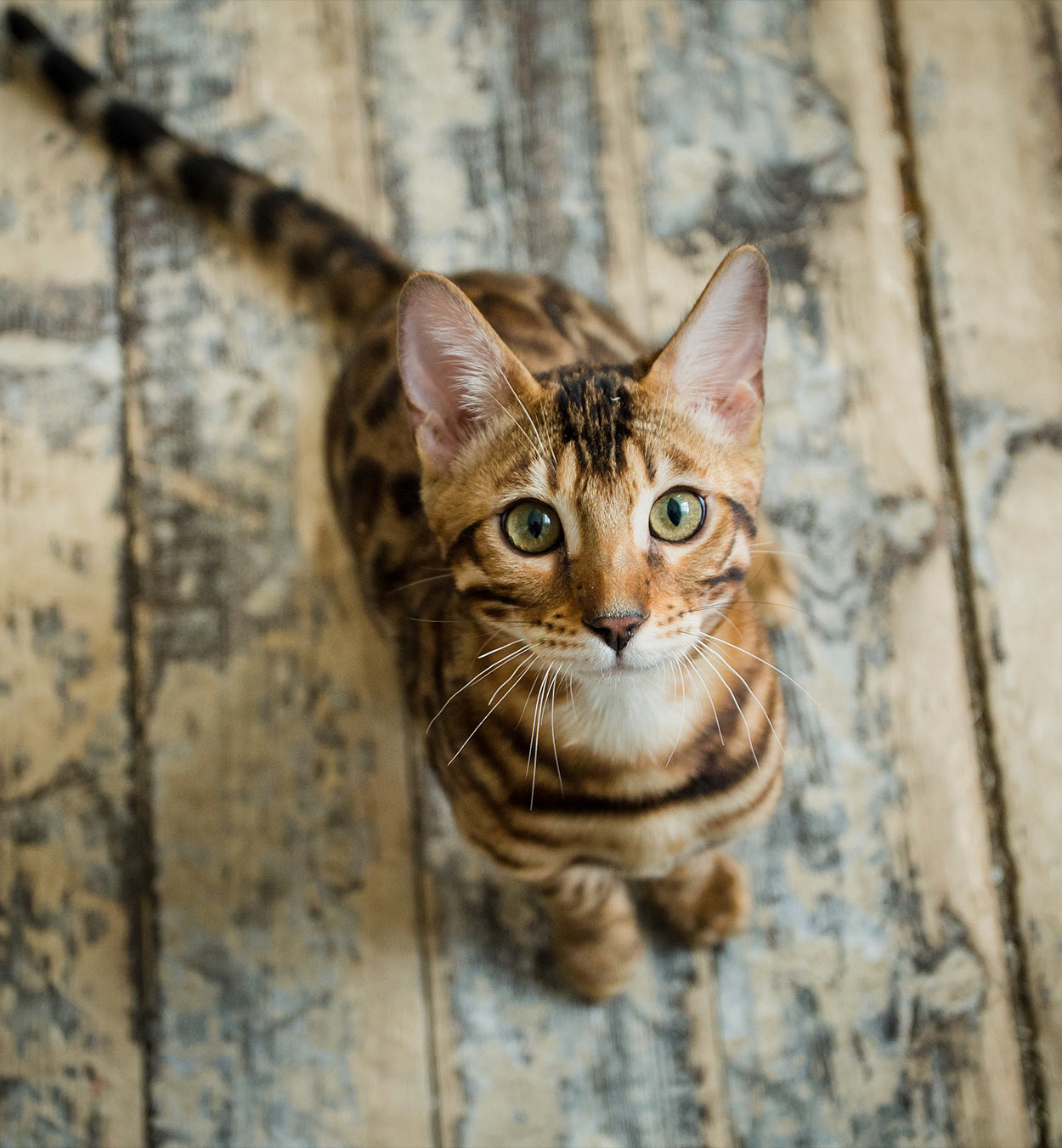 Bengal Cat Names - 200 Ideas For Naming Your Male or Female